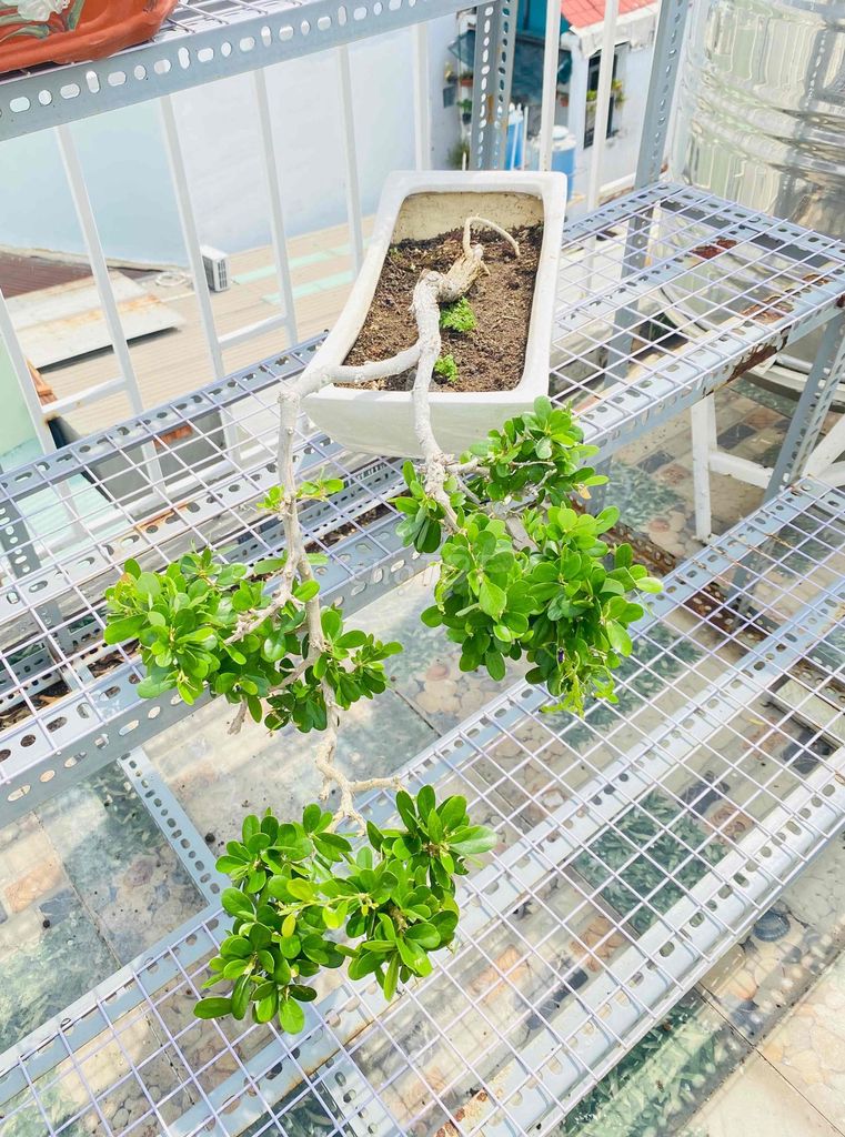 Sam Núi Bông Tím Bonsai, Nghệ Thuật Thác Đổ. Mua bán Cây cảnh, đồ trang trí tại Quận Tân Phú Tp Hồ Chí Minh được đăng bởi Nguyễn Hoàng hình 1