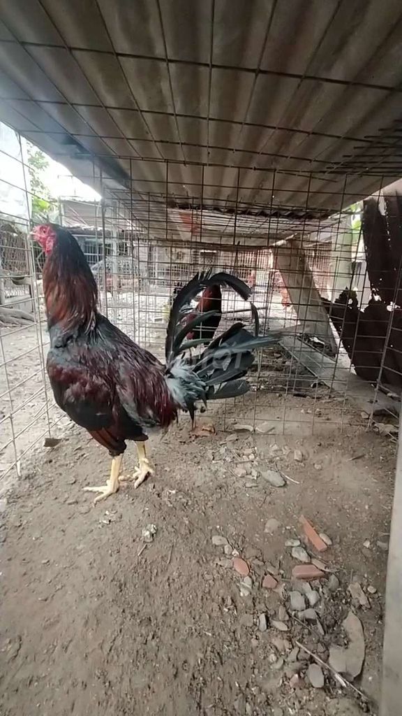 Thanh lý nòi Mỹ 2.5kg . Mua bán Gà tại Huyện Long Thành Đồng Nai được đăng bởi lê Vương hình 1