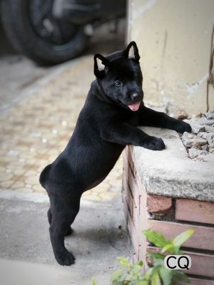 Chó Mông Cộc Đen Tuyền + Lưỡi Đốm Khôn Ngoan 