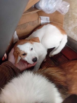 Bầy chó pitbull lai becgie cái 5kg. Mua bán Chó tại Huyện Nhà Bè Tp Hồ Chí Minh được đăng bởi lê yến