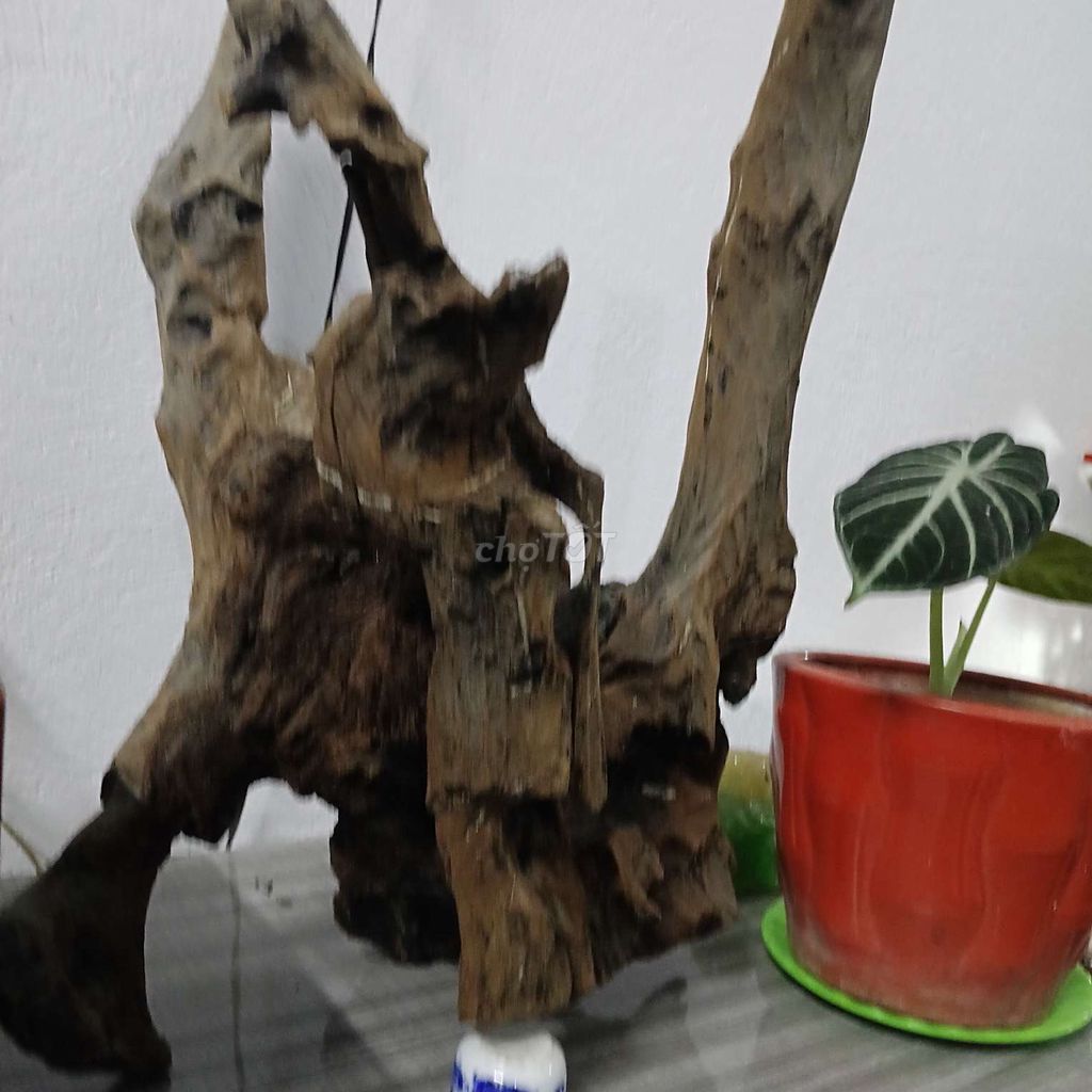 Gỗ lũa trang trí bể cá. Mua bán Cây cảnh, đồ trang trí tại Thành phố Huế Thừa Thiên Huế được đăng bởi Tý Nguyễn hình 1