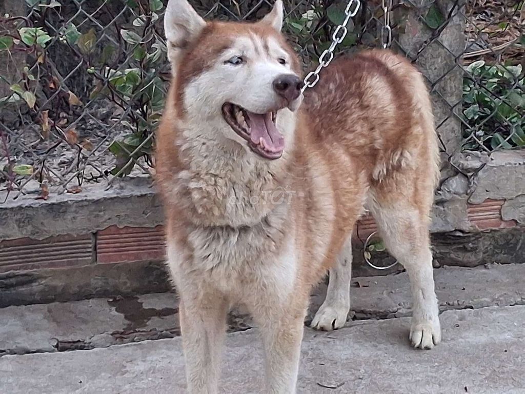 Chó Husky Đực VT. Mua bán Chó tại Thành phố Vũng Tàu Bà Rịa - Vũng Tàu được đăng bởi Nhân Rottweiler  hình 1