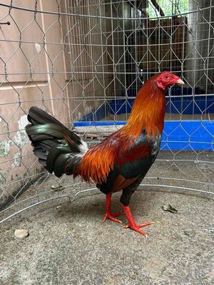 Gà tre Kelso trống 1k550 điều chân trắng