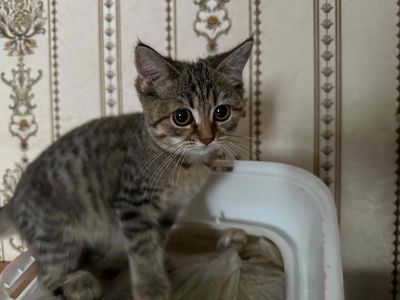 mèo anh lông ngắn. Mua bán Mèo tại Quận Tân Bình Tp Hồ Chí Minh được đăng bởi abcdey