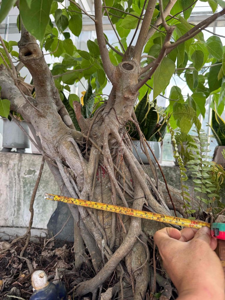 Cây cảnh Bồ đề gốc siêu to sân vườn. Mua bán Cây cảnh, đồ trang trí tại Thành phố Thủ Dầu Một Bình Dương được đăng bởi Koan Lê hình 1