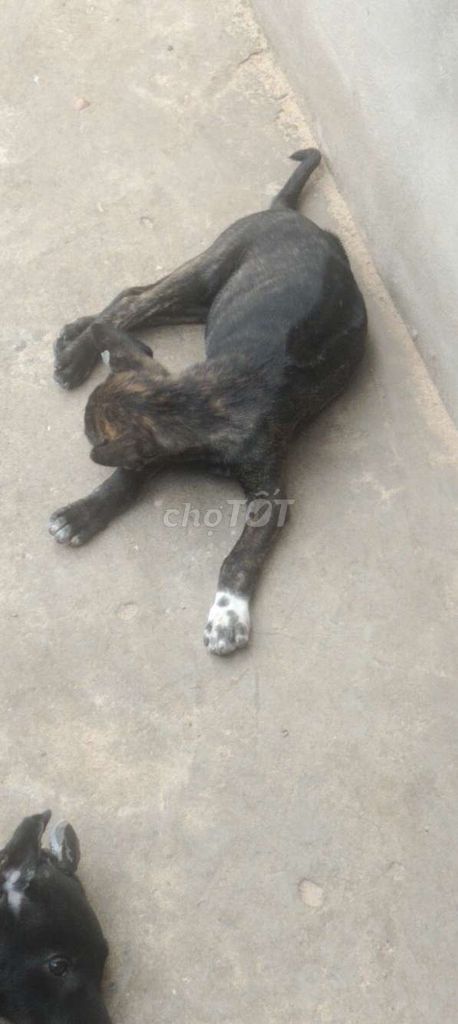 Phú Quốc. Mua bán Chó tại Huyện Bàu Bàng Bình Dương được đăng bởi Thú Cưng hình 1