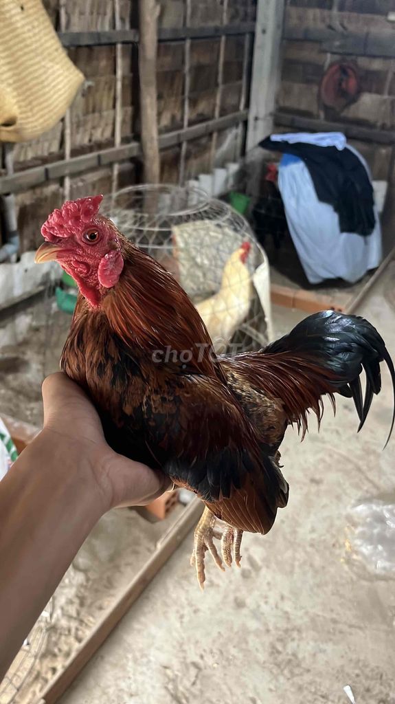 Bán hoặc gl gà nồi