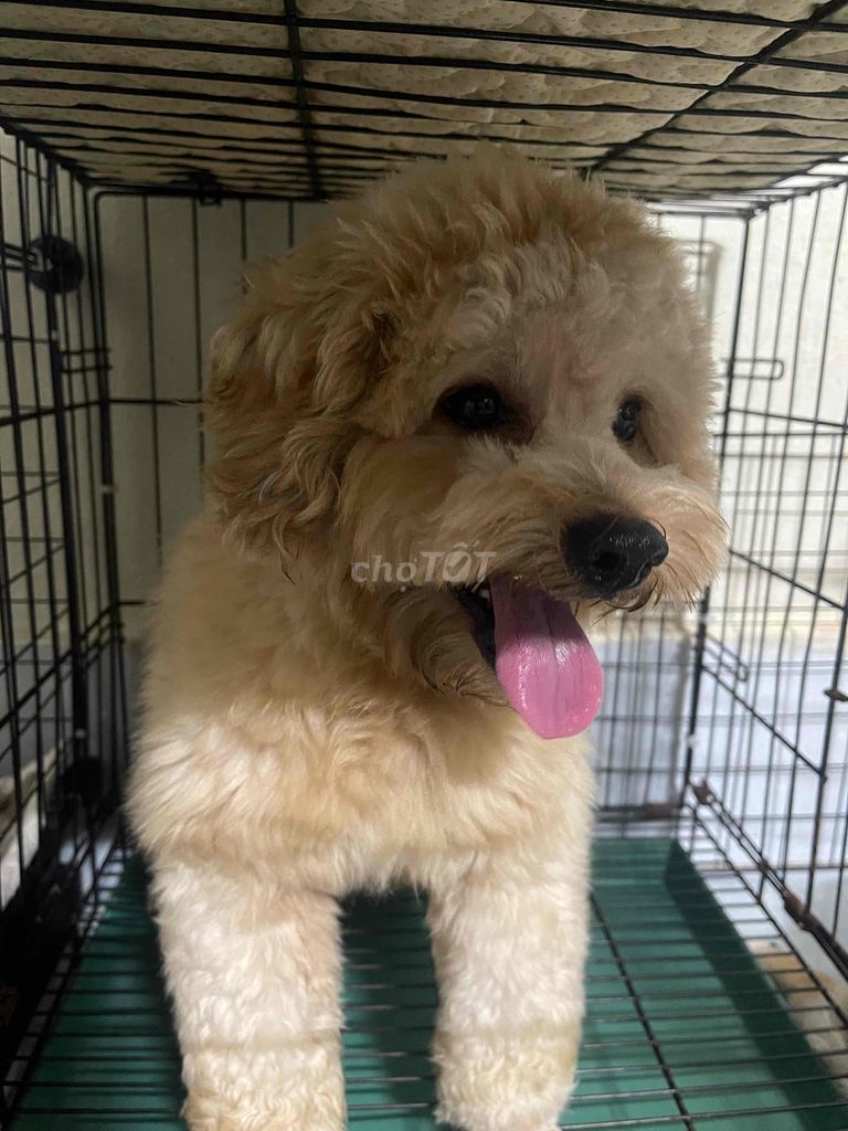 Poodle Vàng Mơ đực , mặt bánh bao