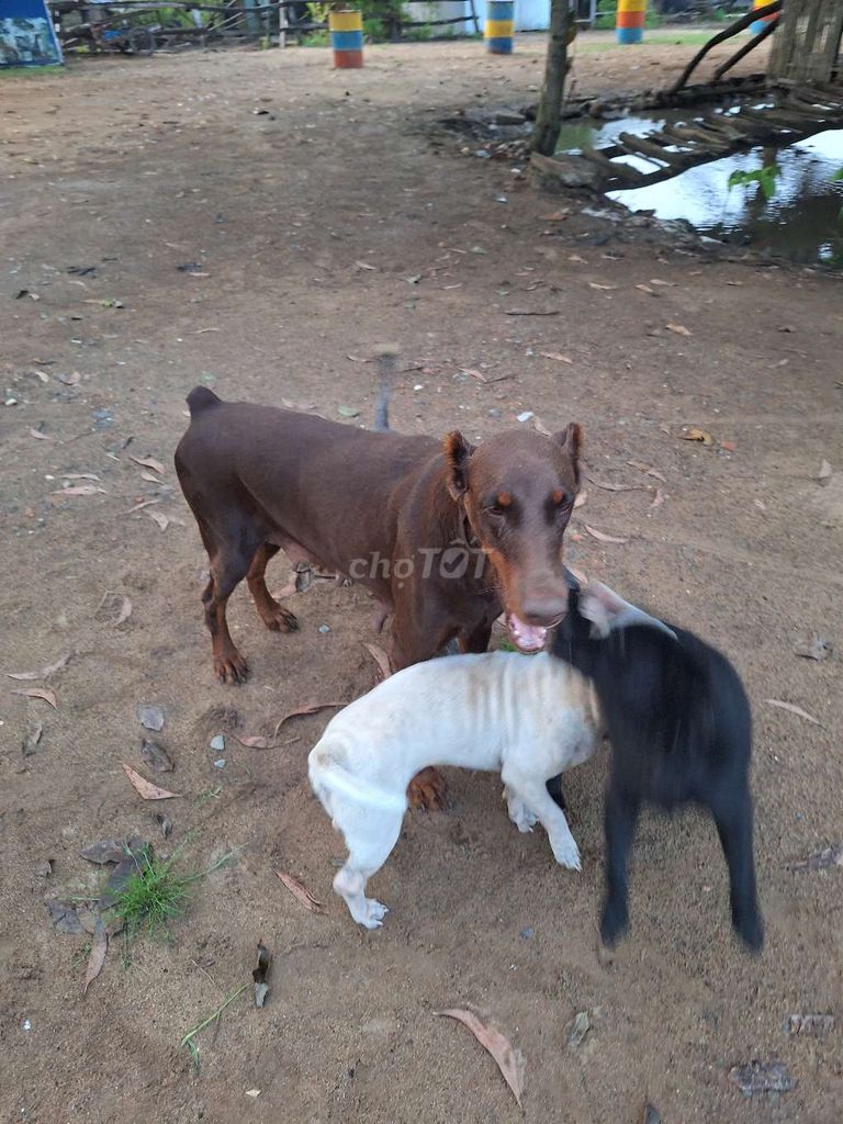giao lưu thể loại khác. Mua bán Chó tại Quận 10 Tp Hồ Chí Minh được đăng bởi Ngan hình 2