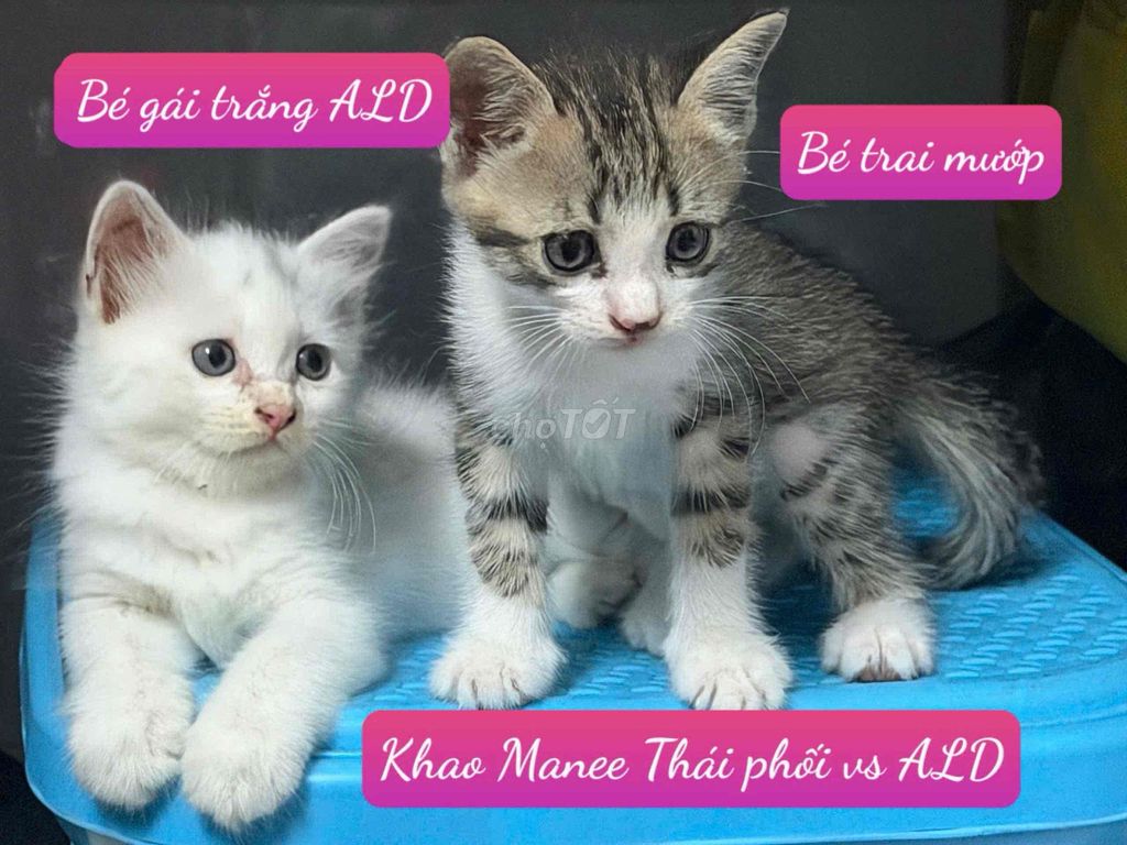 Cần tìm sen yêu thương cho 3 bé mèo xinh yêu. Mua bán Mèo tại Quận Bình Tân Tp Hồ Chí Minh được đăng bởi YUMI NGUYỄN hình 1