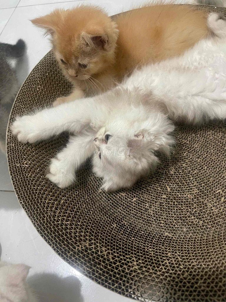Mèo ALN, 3 tháng tuổi, tai cụp