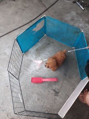 Chó Poodle con nhà nuôi đẻ. Mua bán Chó tại Huyện Hóc Môn Tp Hồ Chí Minh được đăng bởi Minh