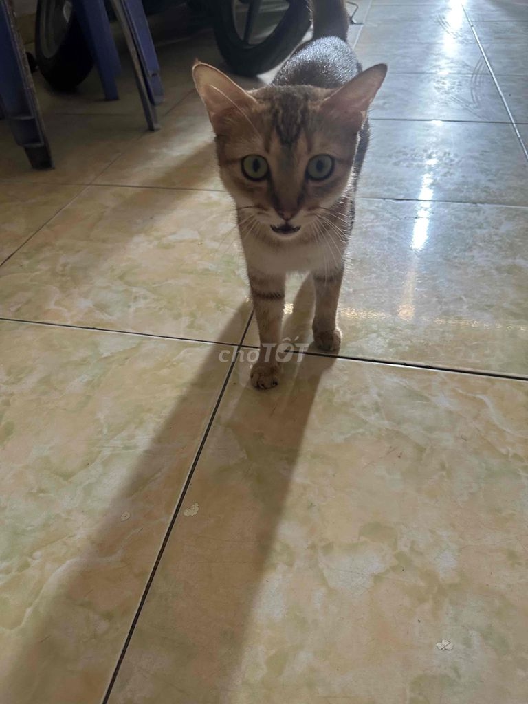 Mèo mẹ và 3 con nhỏ 1 tháng. Mua bán Mèo tại Quận 12 Tp Hồ Chí Minh được đăng bởi Đặng Thanh Toàn hình 1