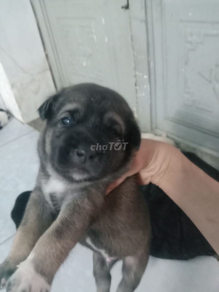 Chó con Đen vàng xám. Mua bán Chó tại Quận 12 Tp Hồ Chí Minh được đăng bởi phuong nguyen hình 1