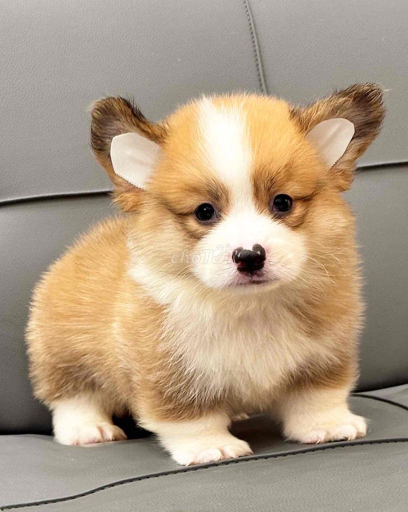 vip corgi phom dăng chuẩn mông to vip. Mua bán Chó tại Quận Bình Tân Tp Hồ Chí Minh được đăng bởi huỳnh thật  hình 5