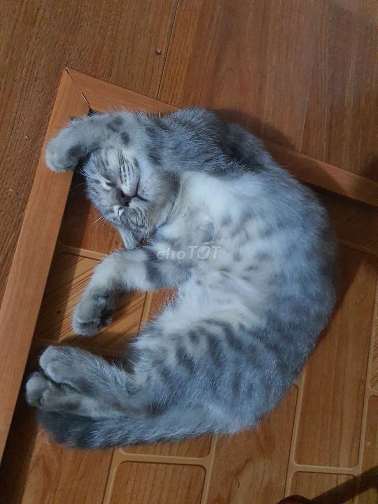 Mèo con Xám vằn. Mua bán Mèo tại Huyện Yên Phong Bắc Ninh được đăng bởi Nguyễn văn vương hình 1