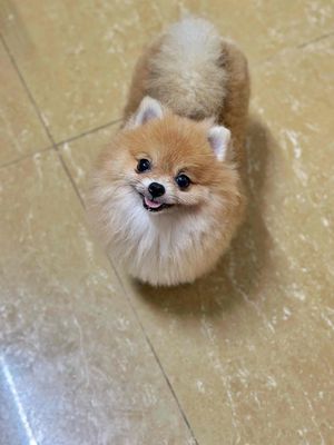 PHỐC SÓC CÁI VÀNG CAM. Mua bán Chó tại Quận Cẩm Lệ Đà Nẵng được đăng bởi HP Peties House