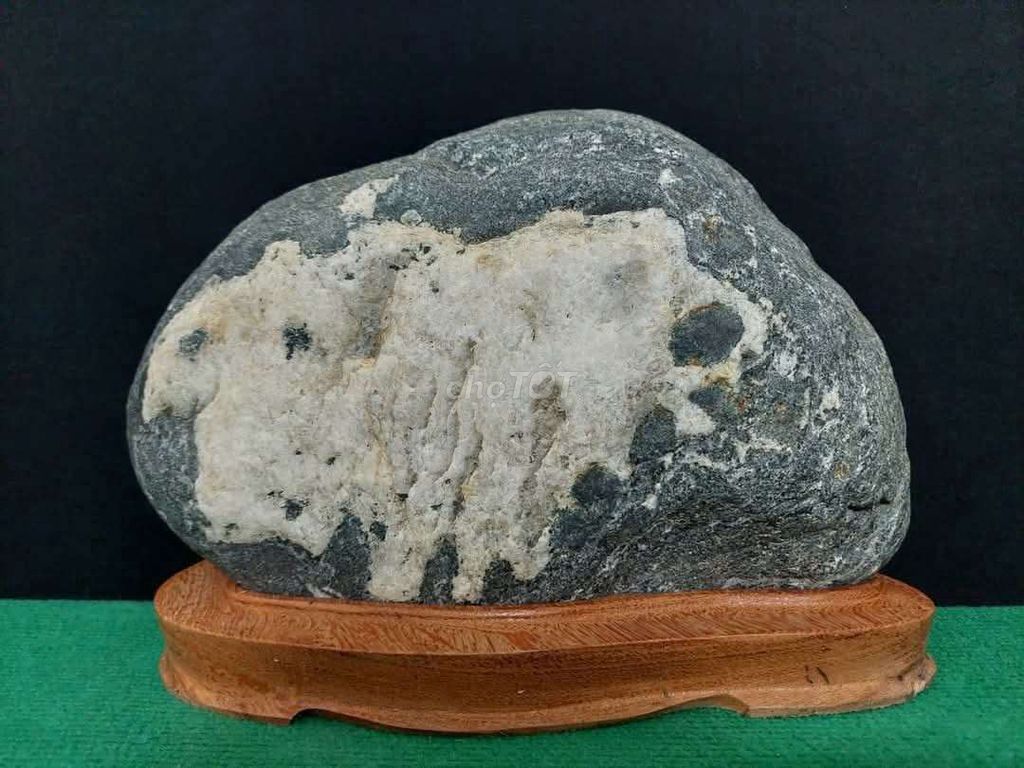 Đá cảnh Bò Hà Lan 23x30x10cm. Mua bán Đồ sưu tầm, đồ cổ tại Thành phố Thủ Đức Tp Hồ Chí Minh được đăng bởi Trần Xuân Dương hình 1