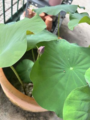 cần 1 nam đi theo ghe giao thức ăn len bè