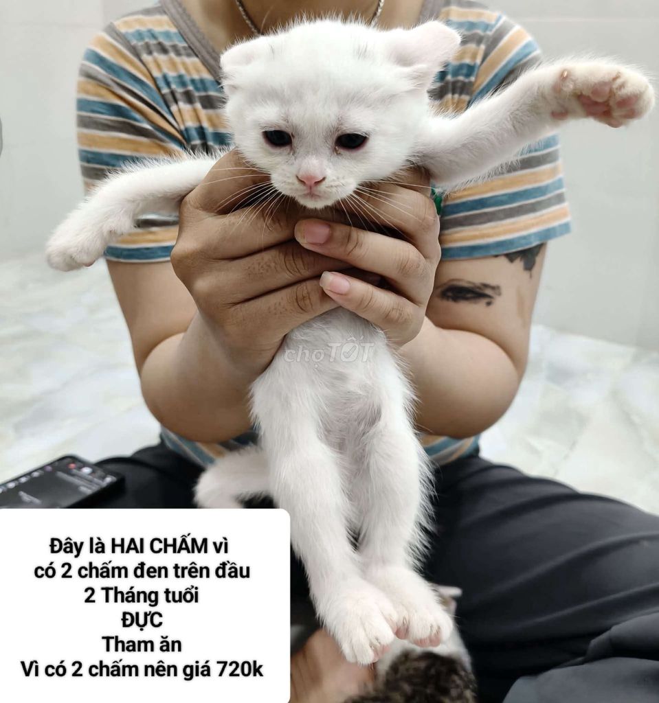 Mèo ta đực trắng 2 tháng tuổi. Mua bán Mèo tại Quận Gò Vấp Tp Hồ Chí Minh được đăng bởi Nguyễn Thị Minh Mẫn hình 1