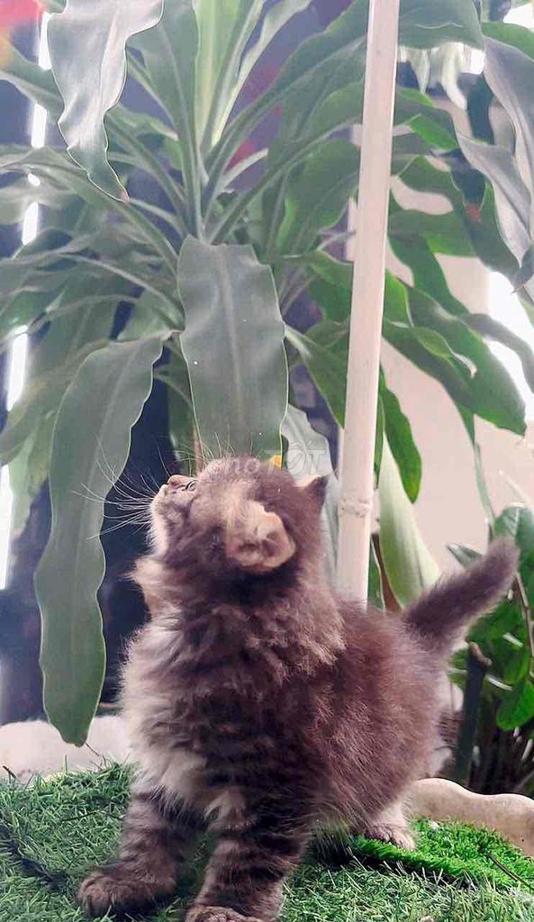 Mèo Ald thuần đáng yêu. Mua bán Mèo tại Huyện Hóc Môn Tp Hồ Chí Minh được đăng bởi KC hình 1