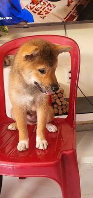 Tìm nhà mới cho các Shiba Inu thuần chủng