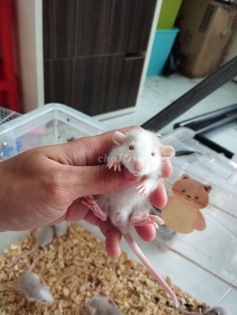 Dumbo rat baby cực hiền lành dễ nuôi