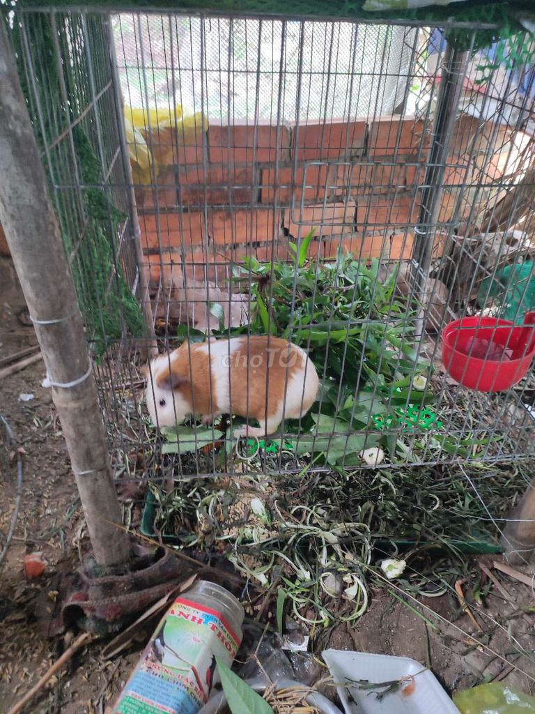 Chuột lang Nâu trắng. Mua bán Thú cưng khác tại Huyện Tam Bình Vĩnh Long được đăng bởi Tran Linh Miền Tây hình 1
