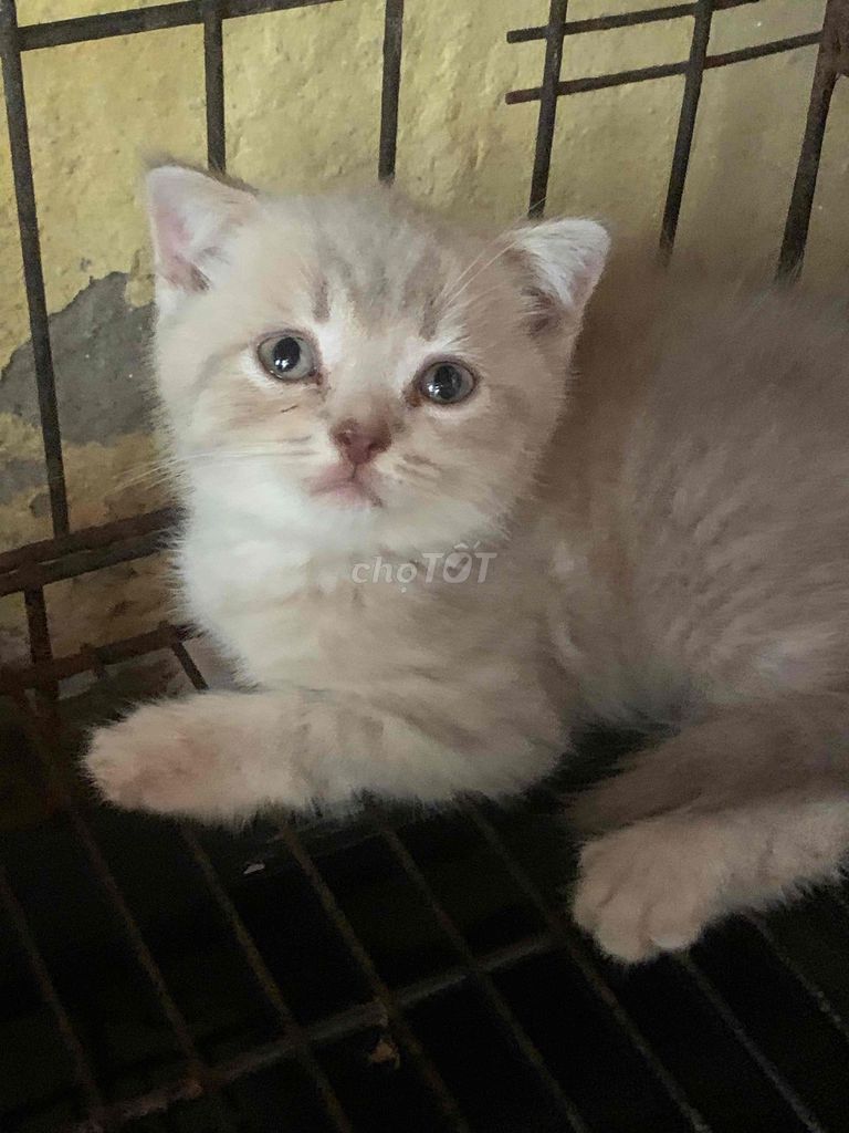 Mèo cụp đực 2 tháng. Mua bán Mèo tại Quận Hoàn Kiếm Hà Nội được đăng bởi Hương vũ hình 1