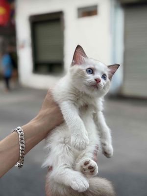 Mèo Ragdoll -Thuần chủng -  2 Tháng tuổi. Mua bán Mèo tại Quận Nam Từ Liêm Hà Nội được đăng bởi Tạ Hoàng Việt