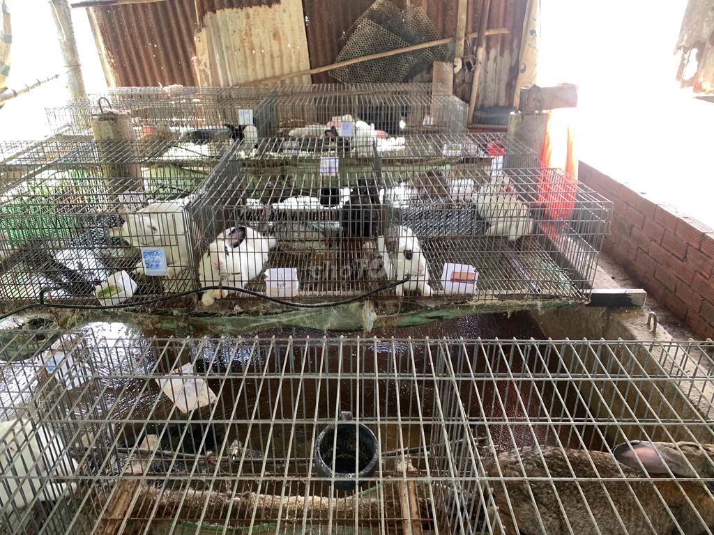 Thỏ thịt nhiều màu. Mua bán Thú cưng khác tại Quận Bình Tân Tp Hồ Chí Minh được đăng bởi Trọng Ngô hình 1