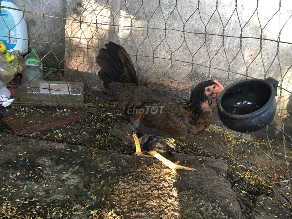 mái nồi thái mỹ tơ con giá 250k số 1
