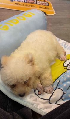 Poodle Teacup. Mua bán Chó tại Thành phố Vũng Tàu Bà Rịa - Vũng Tàu được đăng bởi Mỹ Anh