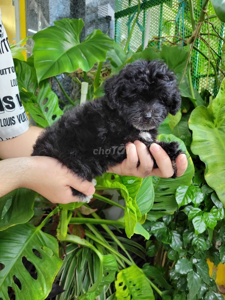 chó poodle 2 tháng thuần chủng. Mua bán Chó tại Quận Gò Vấp Tp Hồ Chí Minh được đăng bởi NGUYỄN DUY hình 5