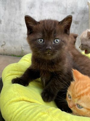 Mình để lại bạn mèo. Mua bán Mèo tại Quận 7 Tp Hồ Chí Minh được đăng bởi Huynh Khoa