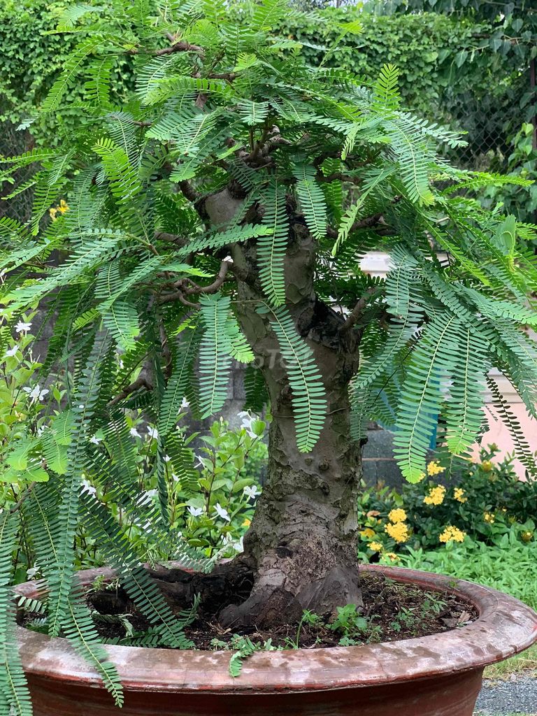 Me Bonsai