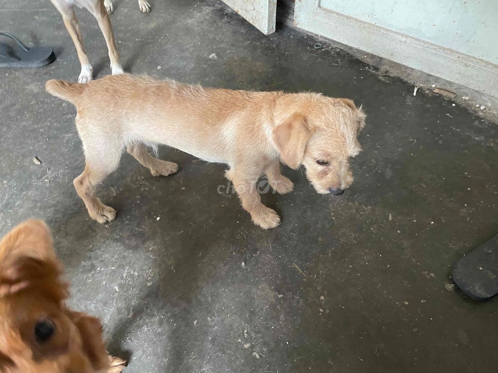 Chó Poodle kem  đực 4 tháng đã tiêm phòng. Mua bán Chó tại Quận Bắc Từ Liêm Hà Nội được đăng bởi sơn rabbit hình 1