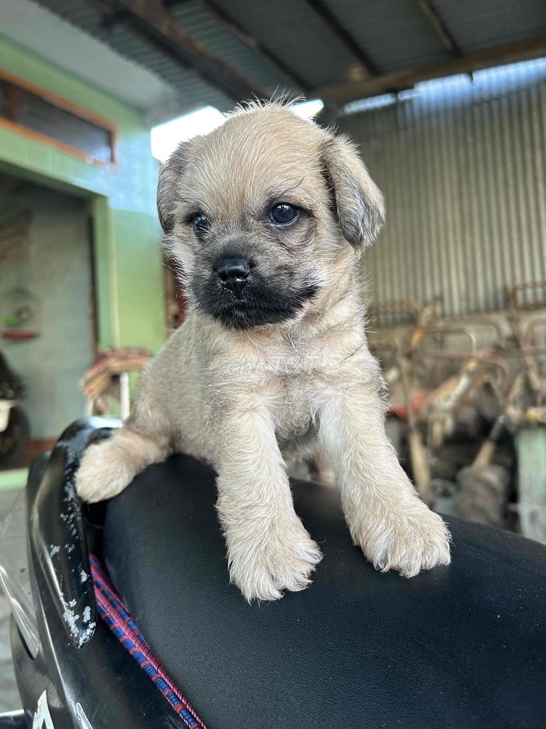 Chó Poodle lai mặt xệ 2 tháng tuổi. Mua bán Chó tại Huyện Vĩnh Lợi Bạc Liêu được đăng bởi Thanh hình 1