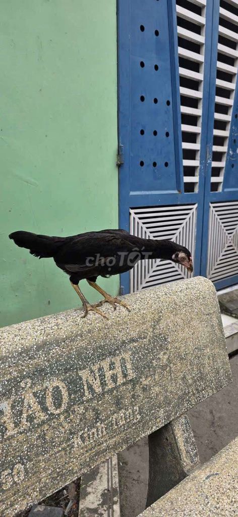 Gà mái Cuban Asil đen 650 gram. Mua bán Gà tại Huyện Bình Chánh Tp Hồ Chí Minh được đăng bởi Cuban Tân Vĩnh Lộc hình 1