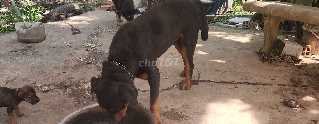 Chó con Lai Rottweiler Đen vàng. Mua bán Chó tại Quận Bình Thuỷ Cần Thơ được đăng bởi binh thanh hình 2