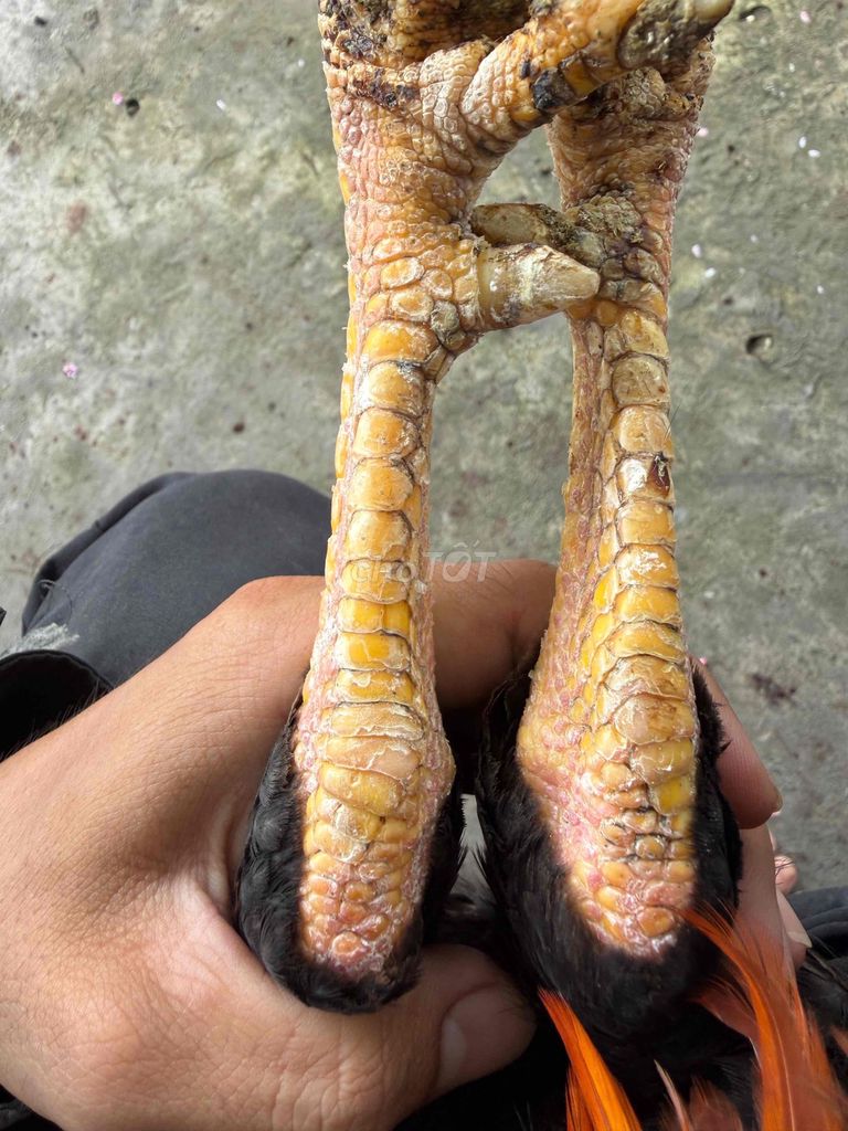 Gà chọi Khét Đực 2.7kg. Mua bán Gà tại Huyện Long Phú Sóc Trăng được đăng bởi mây mây gà cỏ hình 1