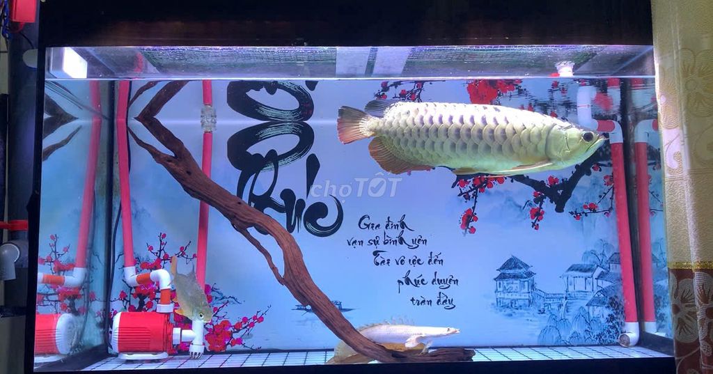 Cá rồng 24k999 size 5 - 6x chip, giấy tờ đầy đủ. Mua bán Thú cưng khác tại Thành phố Vĩnh Long Vĩnh Long được đăng bởi Trần Hoàng Phúc hình 1