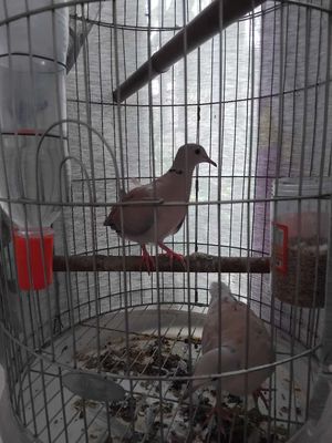 Chim cu pháp. Mua bán Chim tại Quận 7 Tp Hồ Chí Minh được đăng bởi Thanh Tân