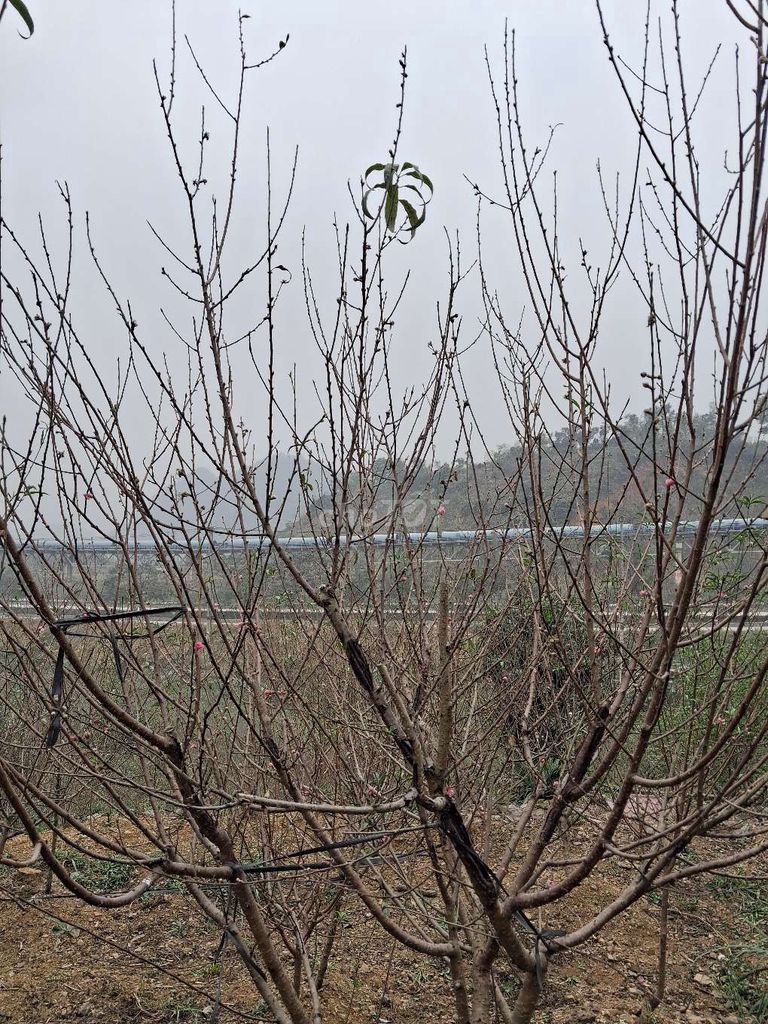 Cây cảnh Đào dăm nụ đẹp. Mua bán Cây cảnh, đồ trang trí tại Huyện Thanh Liêm Hà Nam được đăng bởi Công Minh hình 1