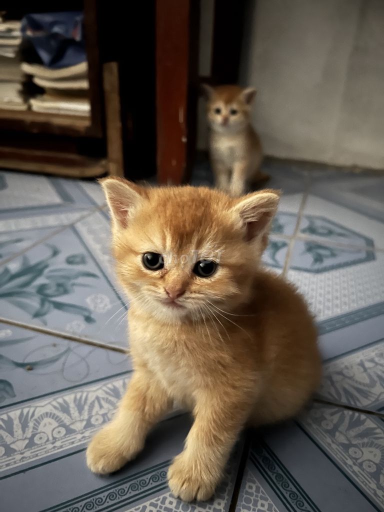 Mèo golden con 2 tháng tuổi đáng yêu khoẻ mạnh