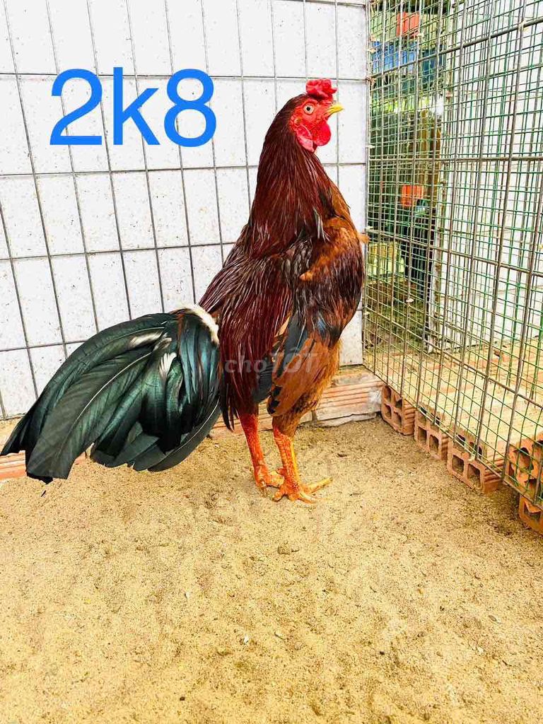 đá liền 2k8 tay tròn vo đặc khủng xổ giỏi lắm. Mua bán Gà tại Huyện Bến Lức Long An được đăng bởi Gà chất lượng  hình 1