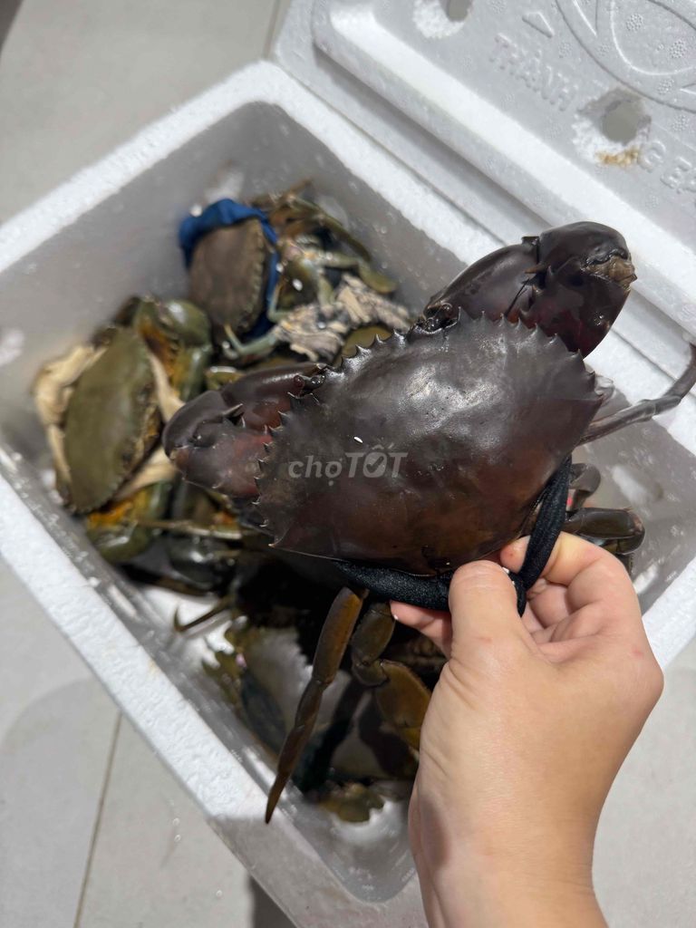 Cua Cà Mau - đặc sản ăn là ghiền. Mua bán Đồ ăn, thực phẩm và các loại khác tại Quận Gò Vấp Tp Hồ Chí Minh được đăng bởi Tạ Ngọc Trân hình 1
