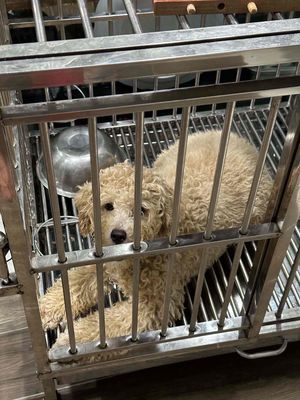 chó poodle 6 tháng tuổi đã tiêm đủ