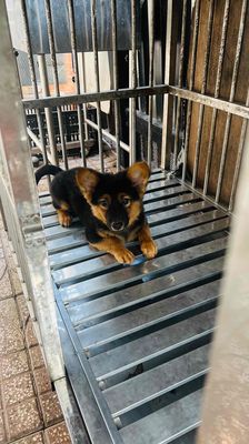 không có thời gian nuôi nên bán?