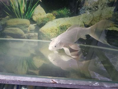 Cá chép Koi Trắng Khỏe mạnh